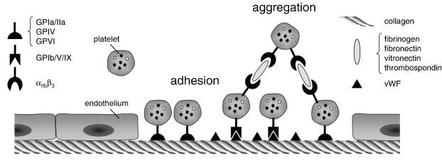 Fig. 2 Platelet adhesion to the injured vessel wall. At sites of vascular injury and endothelial denudation, platelets adhere to the subendothelial matrix.