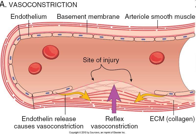 After initial injury there is a brief period of arteriolar vasoconstriction mediated by reflex neurogenic mechanisms and augmented by the local secretion of factors such as