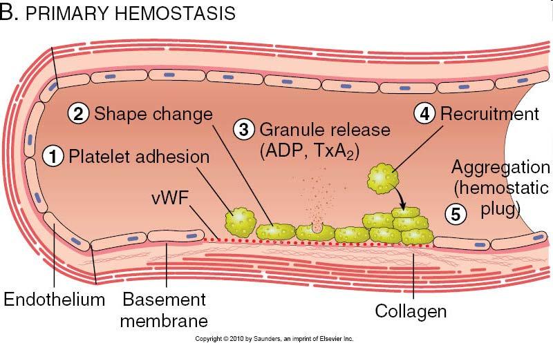 Endothelial injury exposes highly thrombogenic subendothelial extracellular matrix (ECM), facilitating platelet adherence and activation.