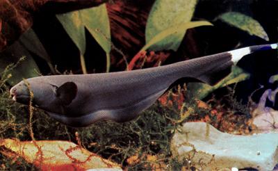 Electric fish provide clues to cerebellum-like function black ghost knifefish (Apteronotus albifrons) electric organ http://nelson.beckman.uiuc.