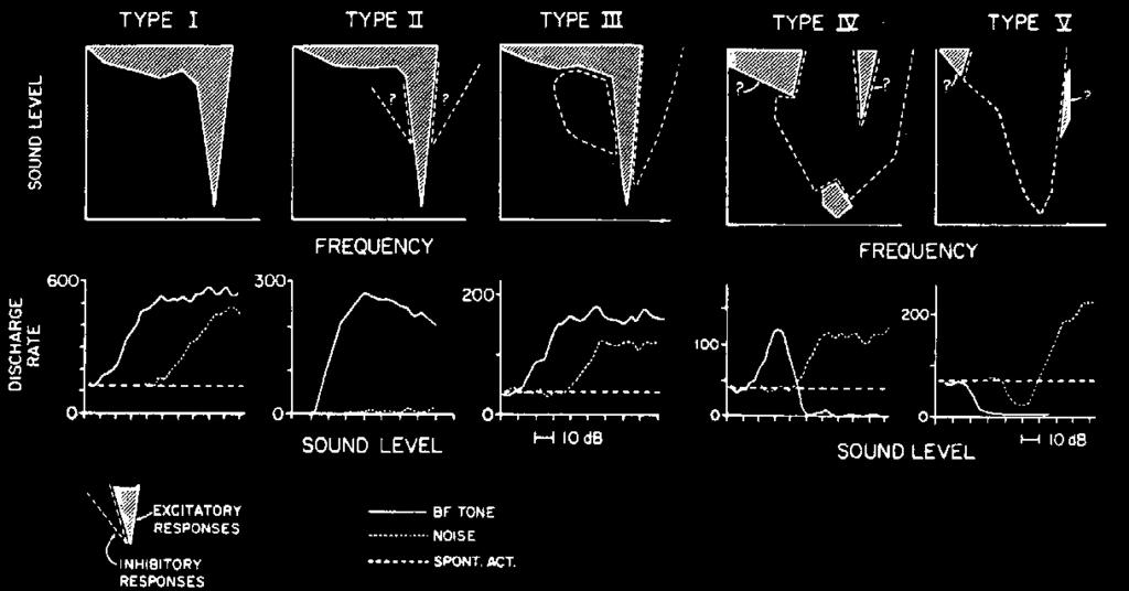 Response Map classification scheme ~ Auditory Nerve increasing inhibition Young 1984 DCN: Vertical cells are type II and type III units type II BF type III BF tone noise Narrow