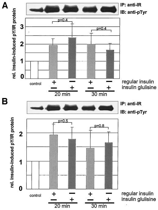 A.M. HENNIGE AND ASSOCIATES FIG. 2. Autophosphorylation kinetics of the insulin receptor in vivo.