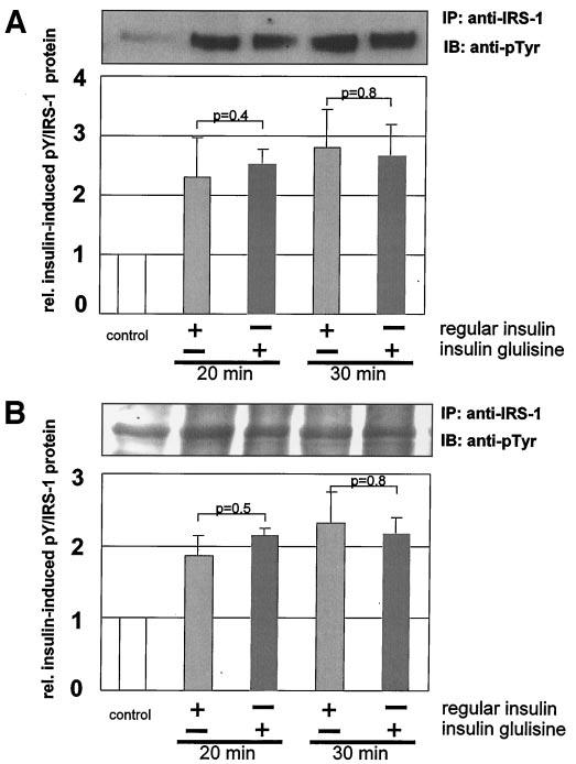 Tissues were harvested at the indicated time points, and tyrosine phosphorylation was measured by specific immunoblotting in insulin receptor immunoprecipitates from muscle (A) and liver (B) tissue.
