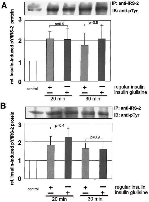 INSULIN GLULISINE AND INSULIN RECEPTOR SIGNALING FIG. 4. Phosphorylation kinetic of IRS-2. C57BL/6 mice (age 12 weeks) were injected intraperitoneally with human regular insulin or insulin glulisine.