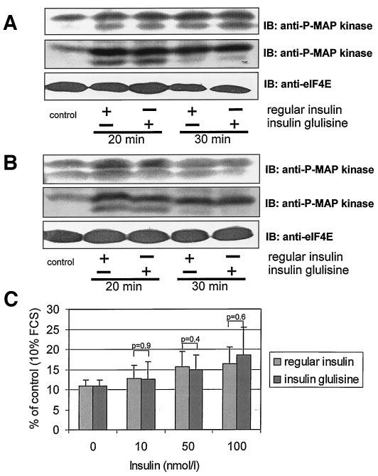 A.M. HENNIGE AND ASSOCIATES FIG. 6. Phosphorylation of Ser-473 AKT. C57BL/6 mice (age 12 weeks) were injected intraperitoneally with human regular insulin or insulin glulisine.