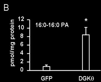 signaling in mouse hepatocytes. DGKθ overexpression increased total PA, 16:0-PA, and other PA species by 2.3 fold each, and increased 16:0-16:0-PA by 9.