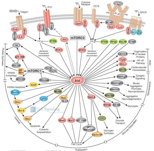 Figure 1.5: AKT acts on numerous proteins. AKT is a major signaling arm of PI3K.