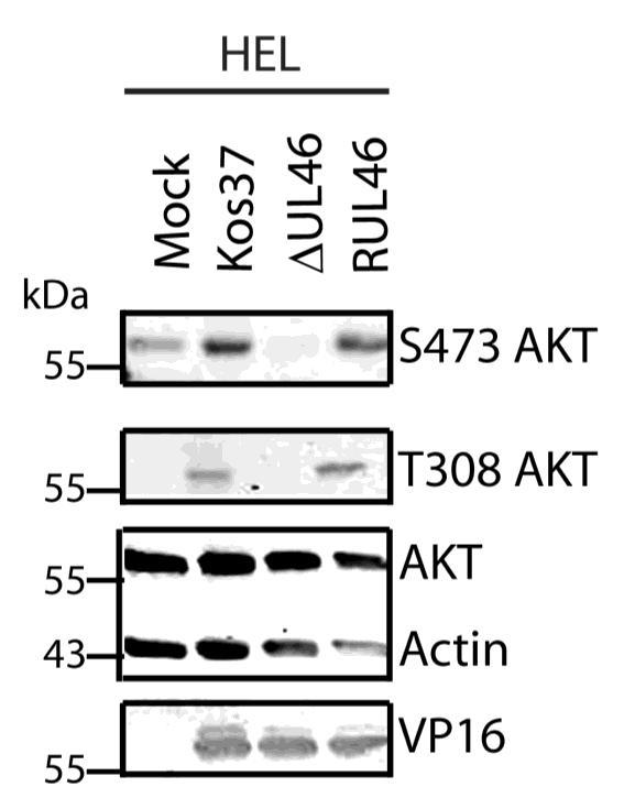 Figure 3.1: HSV-1 activates AKT in a U L 46-dependent manner.