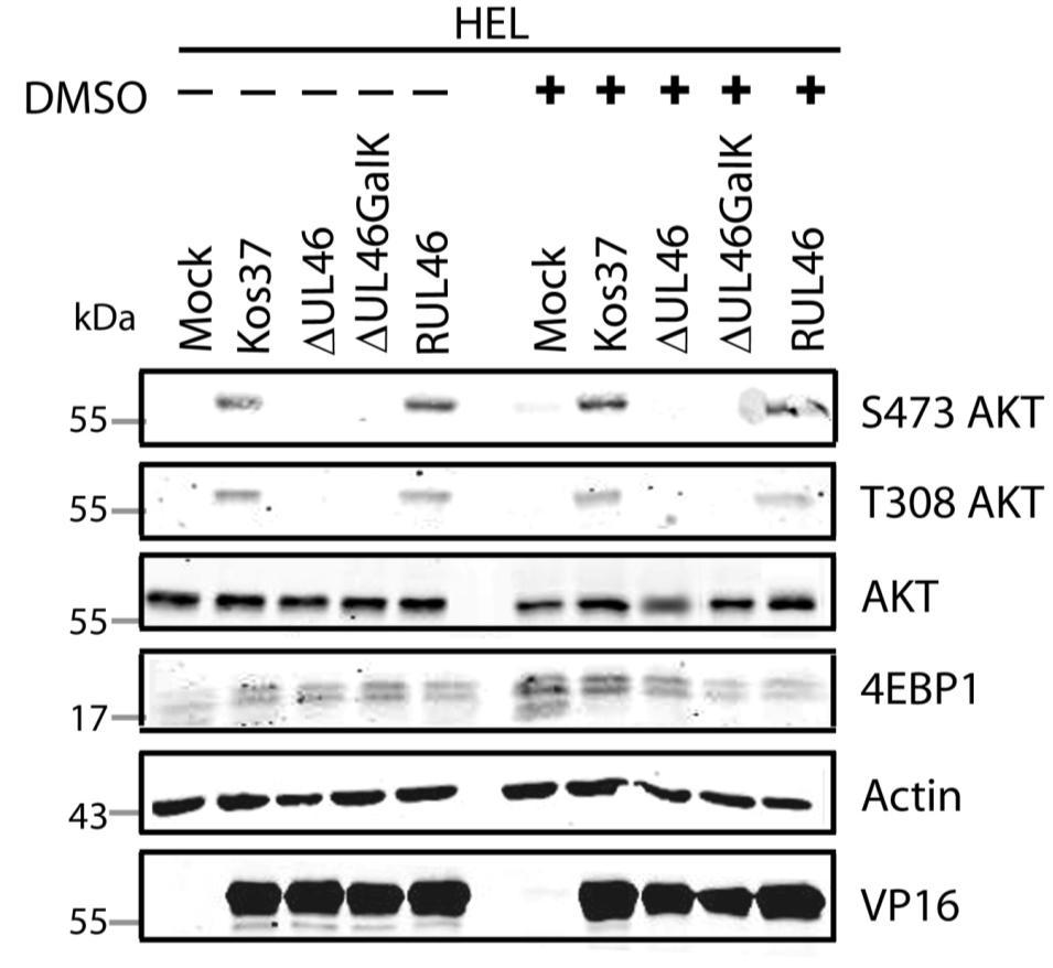 Figure 3.3: DMSO does not dampen AKT activation during HSV-1 infection.