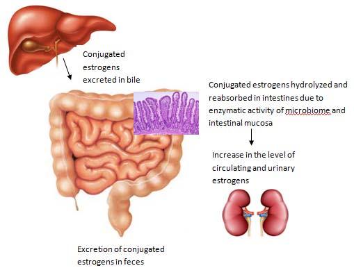 Excretion of conjugated estrogens in feces Role of intestinal microbiota in estrogen metabolism Conjugated estrogens excreted in bile Conjugated estrogens