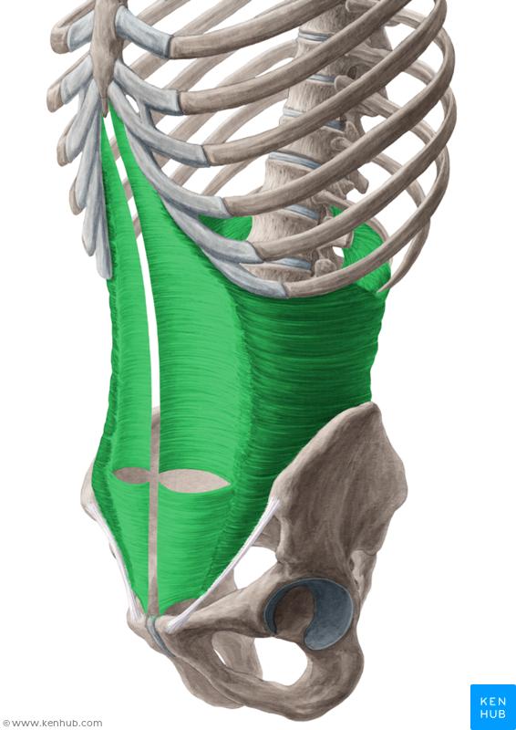 1) Activation of the transversus abdominis (TvA) When the TvA is contracted, consciously or subconsciously, the other muscles of the inner unit contract immediately afterwards.