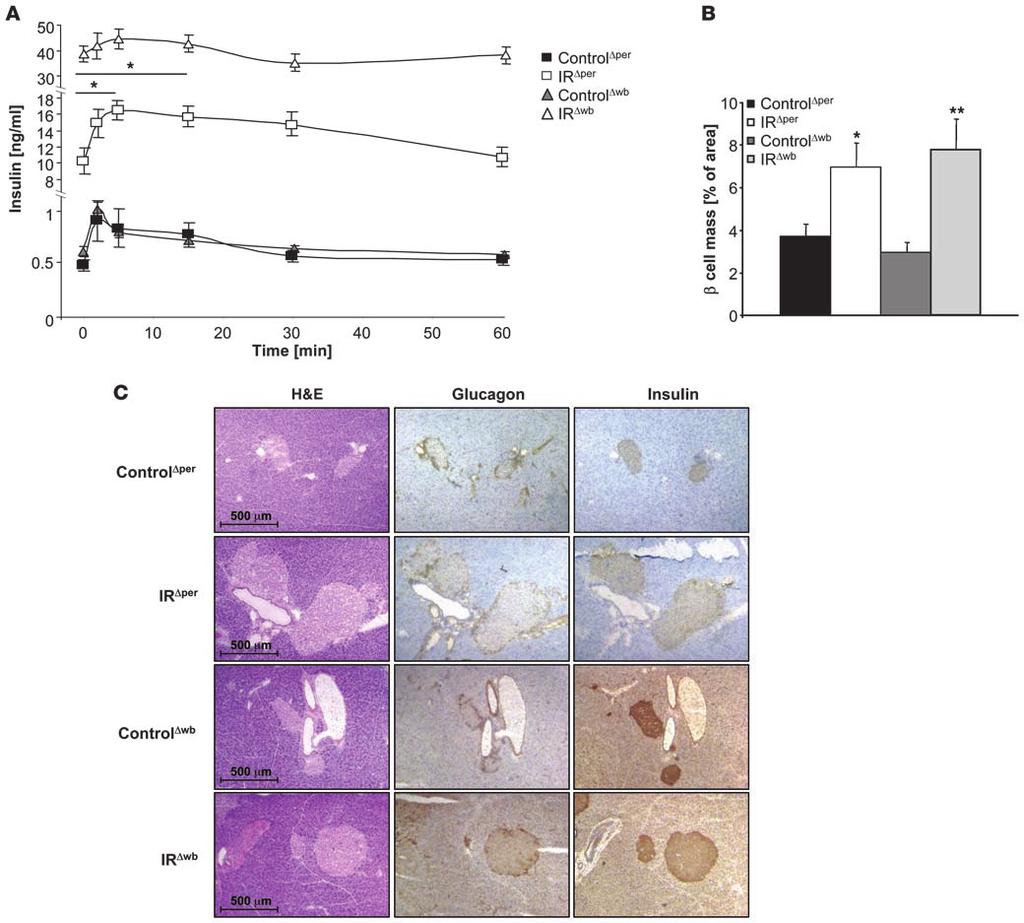 Figure 9 Plasma insulin levels and glucose-stimulated insulin secretion in IR Δper and IR Δwb mice.