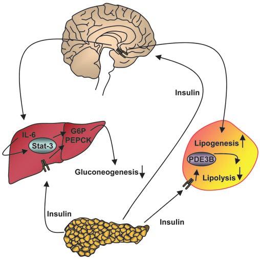 Figure 10 Proposed model for insulin action in the CNS and in the periphery in the regulation of glucose and adipose tissue metabolism.