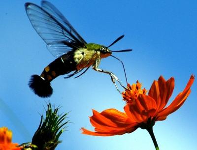 Define pollination The transfer of pollen grains from a male