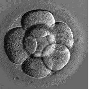How to manage mosaicism in clinical practice o method of CCS can give a correct diagnosis when testing a mosaic embryo; by definition there will always be a sampling error; +15