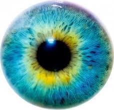 Additional services supporting rehabilitation, recovery, prevention and assessment Iridology Analysis Your Irides are unique to you.