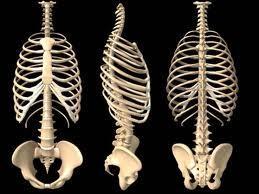 Osteology of Ventilation The Rib Cage attaches the vertebral column to the sternum There are 12 ribs on the left and 12 on the right, for a total of 24 ribs The upper 7 ribs are called True Ribs