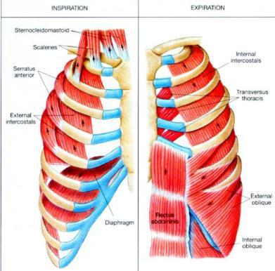 Intercostals Origin Insertion Innervation Action 11 per side, each muscle arises from the upper