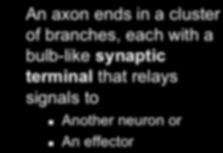 integrate information Motor neurons function in motor output Signal direction Structure of a motor neuron Dendrites Cell body Direction of electrical signal: Dendrite cell body axon Signal direction