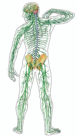 The Peripheral Nervous System Peripheral nervous system Contains the nerves Cranial nerves carry signals to and from the brain Spinal nerves