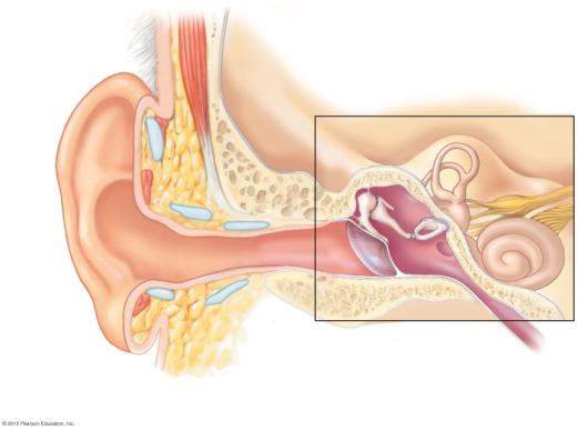 Hearing Photoreceptors Rods and cones are stimulus transducers that The Structure of the Human Ear Outer ear Absorb light Generate receptor potentials Integrate these receptor potentials Generate