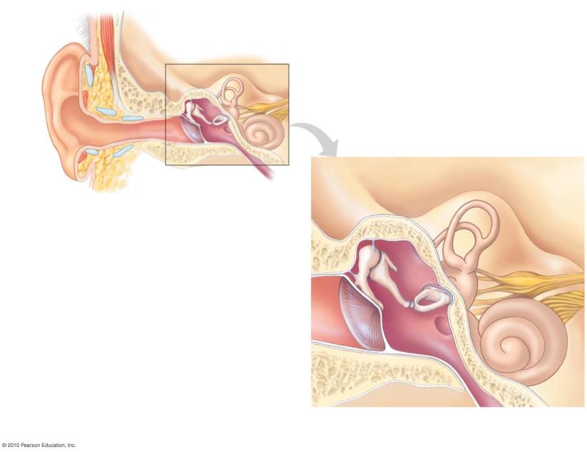 structure Eardrum Eustachian tube Consists of the pinna and the auditory canal Collects sound waves Passes sound waves to the eardrum, a sheet of tissue that separates the outer ear from the middle
