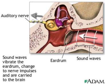 One of the channels, the cochlea, contains the organ of Corti Inner ear Other retinal neurons Pinna Middle ear Is the actual hearing organ Includes hair cells, the receptor cells of the ear Allows