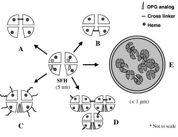 Hemoglobin-based Oxygen Carriers Conjugated Hb