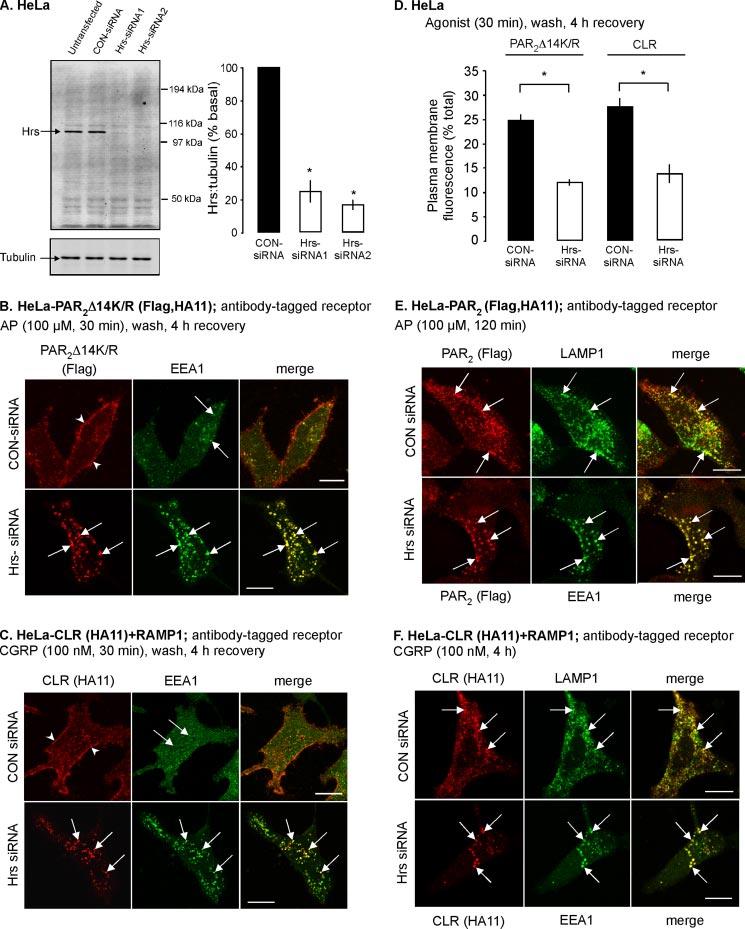 FIGURE 9. Effects of sirna-mediated knockdown of endogenous HRS on lysosomal trafficking and recycling of PAR 2, PAR 2 14K/R, and CLR in HeLa cells.