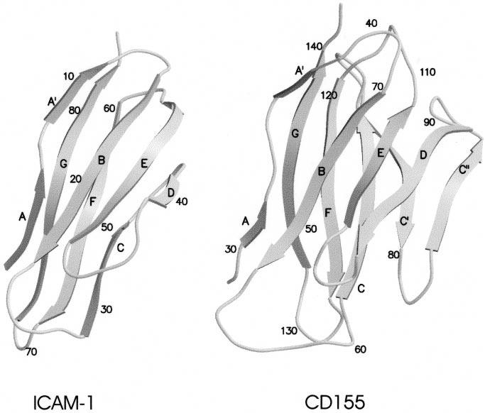 MINIREVIEW 241 FIG. 2. (Right) The C backbone of domain D1 of CD155 based upon its homology to protein zero.