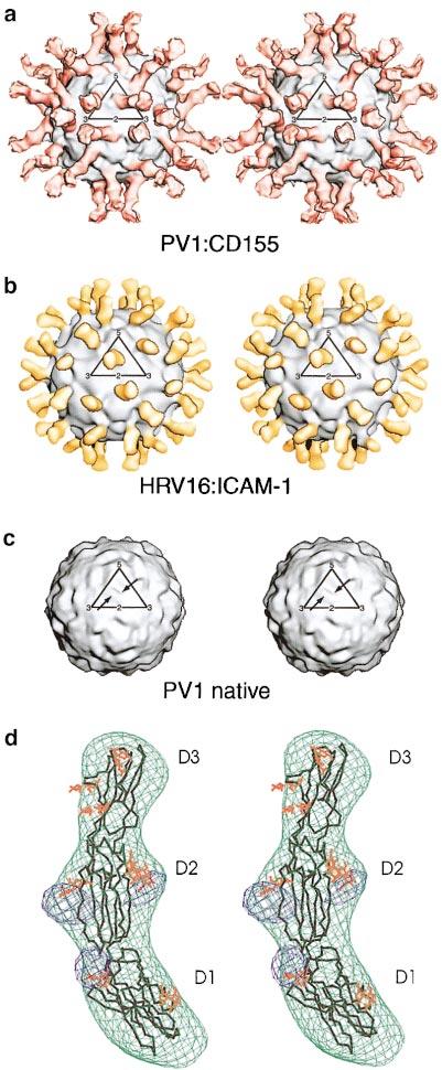 A small angular difference in orientation of receptor relative to the viral surface indicates a slightly different binding of ICAM-1 to each serotype.