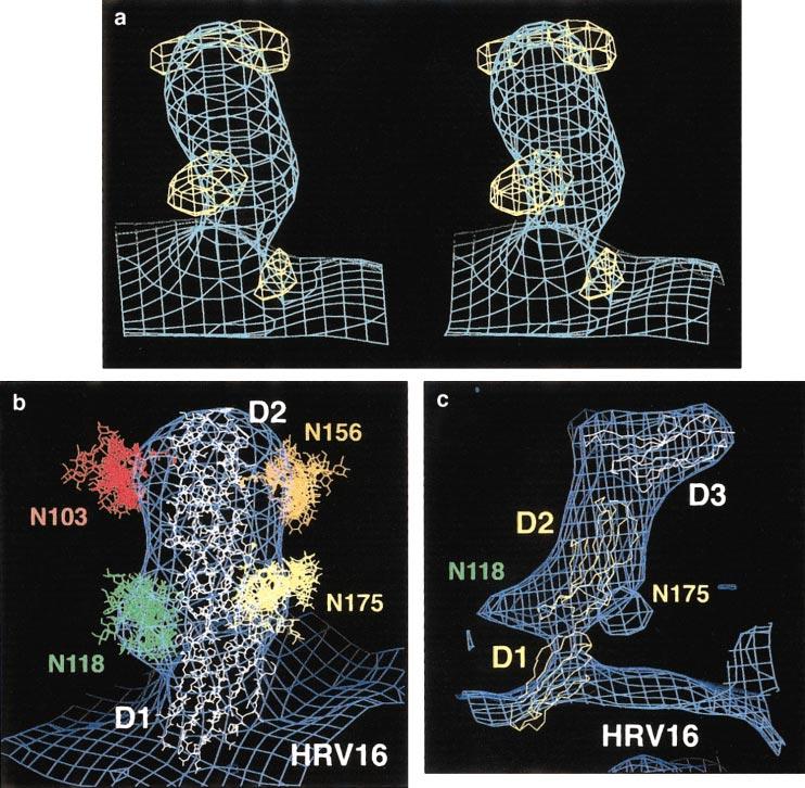 MINIREVIEW 243 FIG. 5. (a) Stereo diagram of a portion of the HRV16 type 2 ICAM-1 cryo-em reconstruction corresponding to the density (light blue) for the two-domain ICAM-1 fragment.