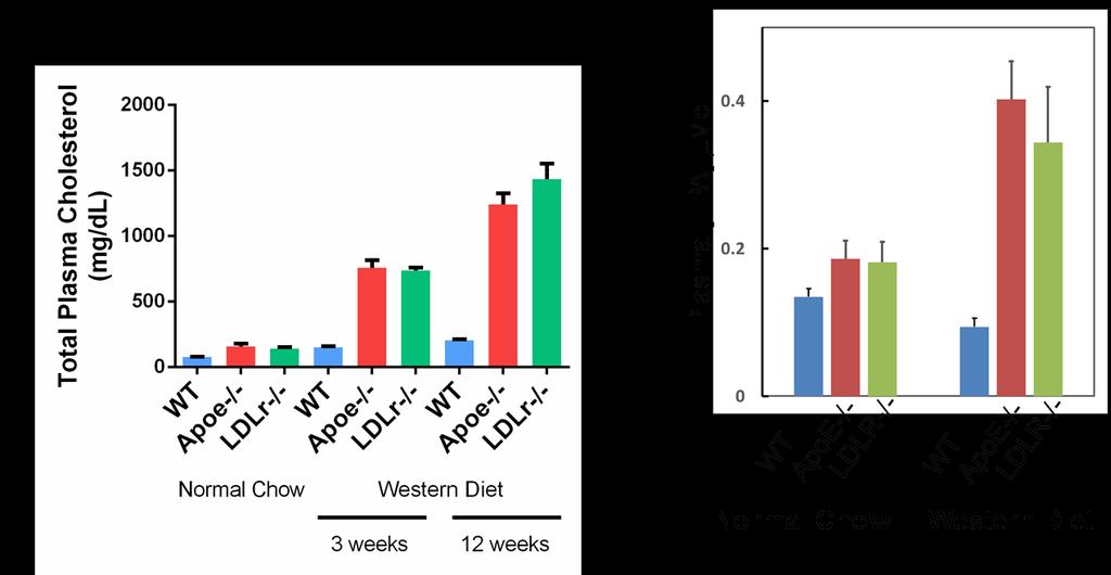 Figure 4.2 Total plasma LPA increases in hyperlipidemic mice fed Western diet.