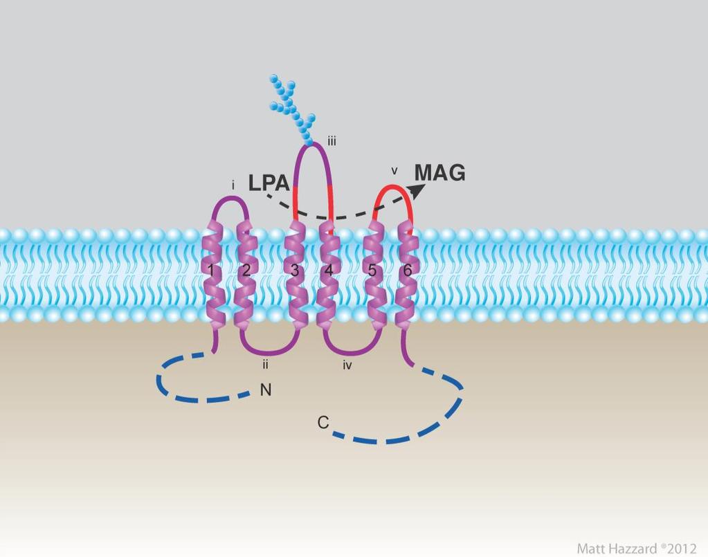 Figure 1.2 Structure of lipid phosphate phosphatases. The LPPs contain six transmembrane domains with 5 extramembrane loops [127].