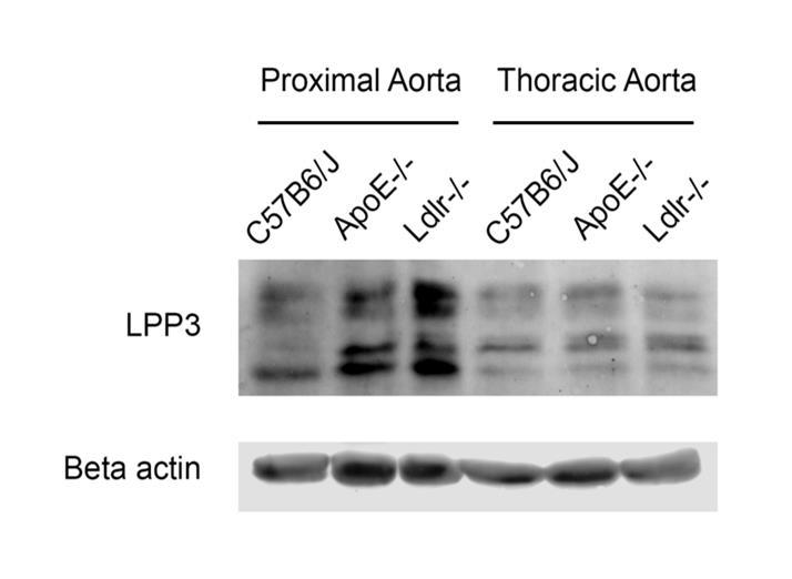 Figure 2.7 LPP3 expression in atherosusceptible regions of murine aorta.