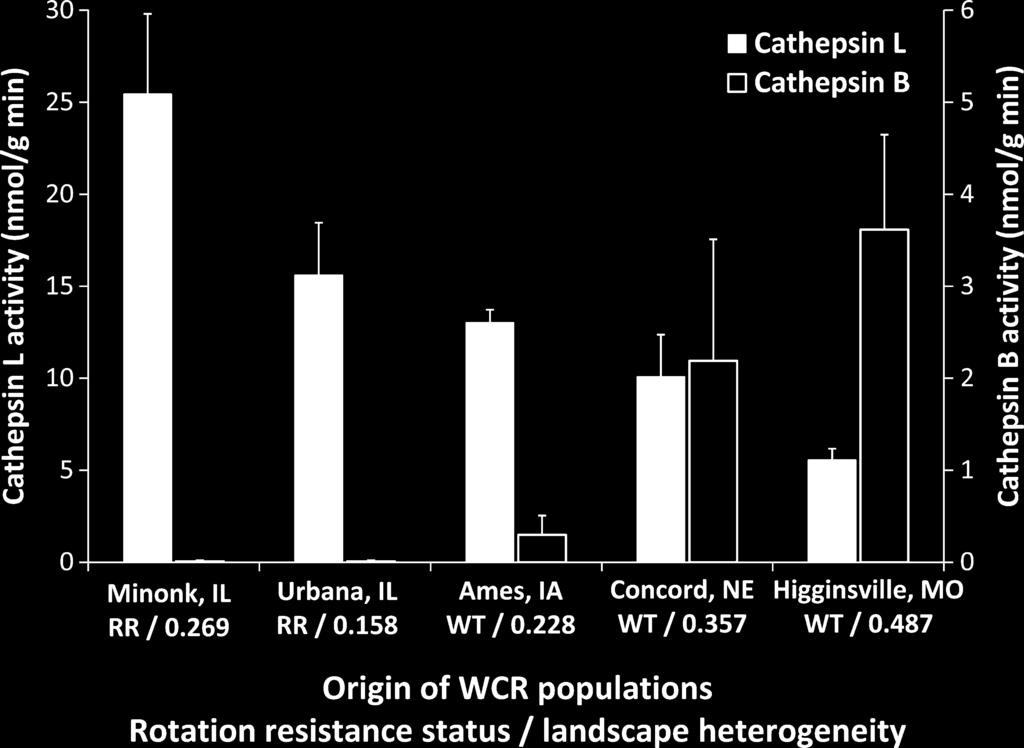 M.J.Curzi et al. Diabrotica Virgifera Contemporary Evolution Figure 6. Quantitative RT-PCR expression analysis for cathepsin B-like (DvRS40) gene in guts of WCR adults.