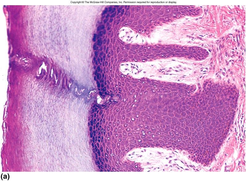 Stratified squamous epithelium - keratinized skin;