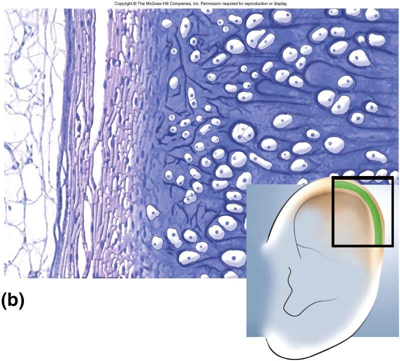 Elastic cartilage - Connective Tissue found in ears; fiber-filled
