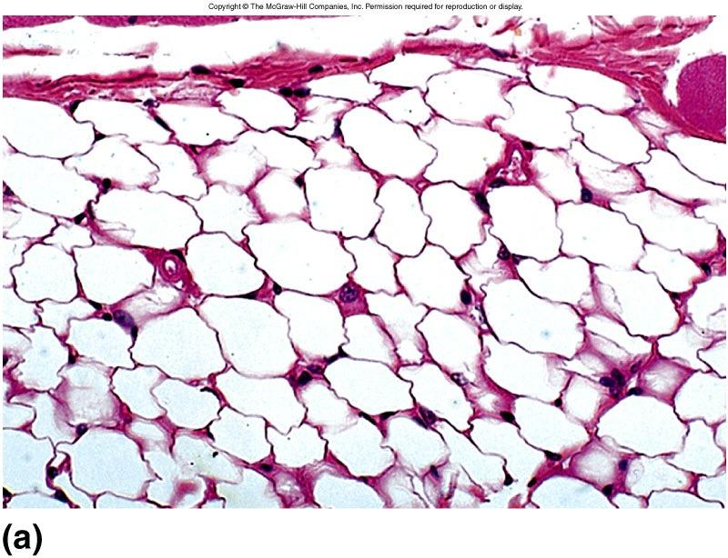 Adipose - Connective Tissue matrix of fat Adipose cell -