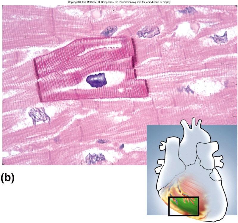 Cardiac muscle tissue striations intercalated