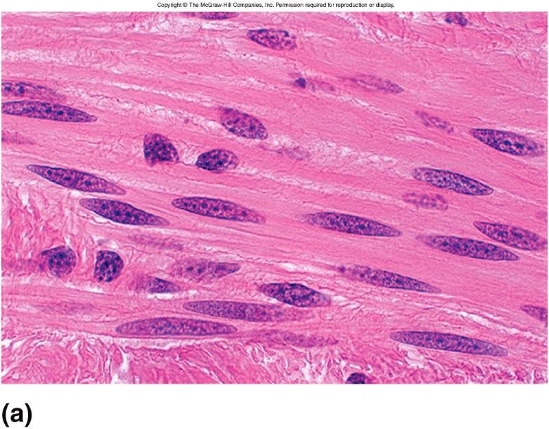 Smooth muscle tissue