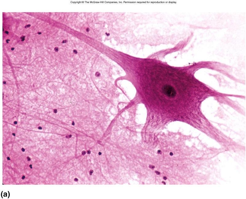Nervous Tissue neuron glial cells