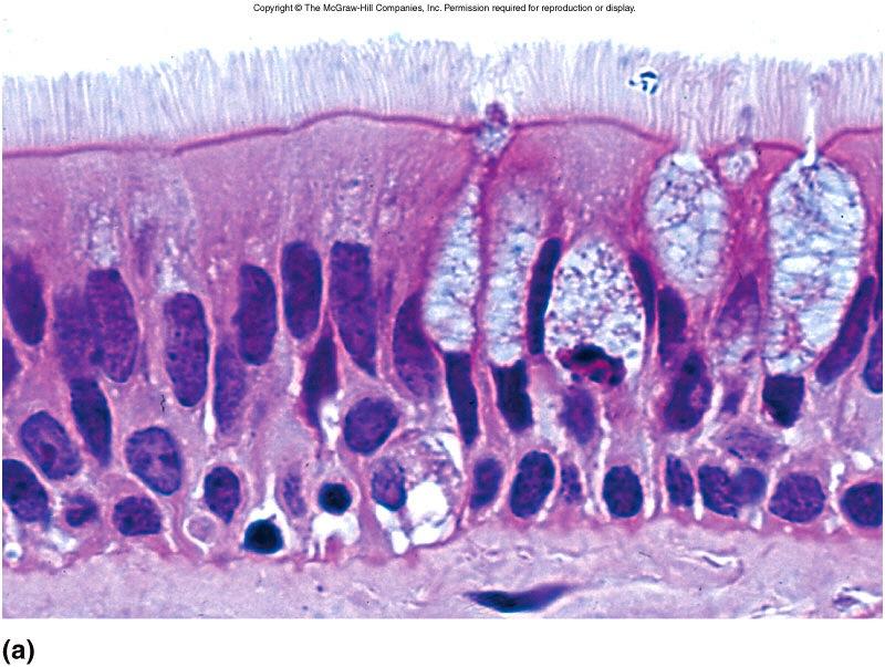 Pseudostratified-ciliated columnar epithelium