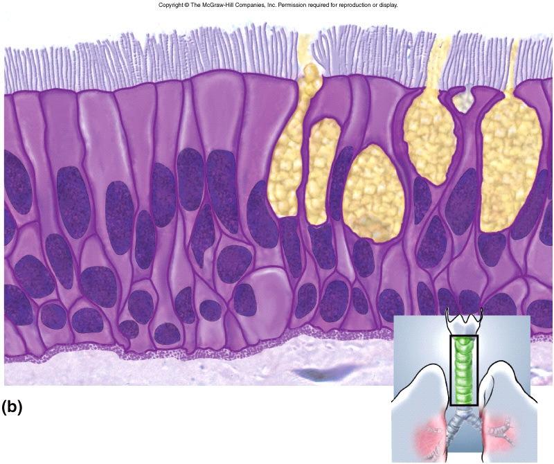 basement membrane Pseudostratified-ciliated columnar
