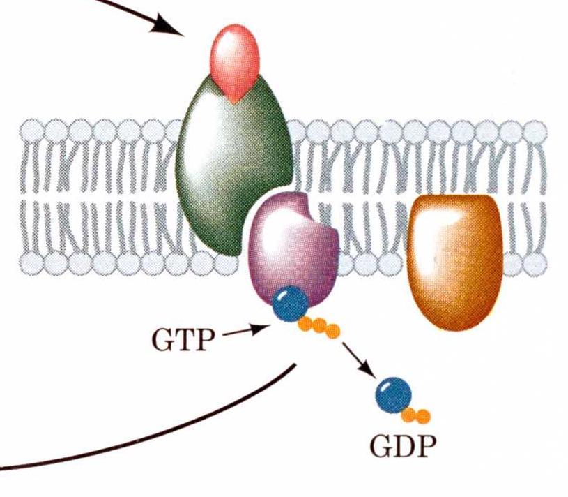 The G protein cycle In the inactive state, the G protein has GDP bound to a single GDP-binding site.