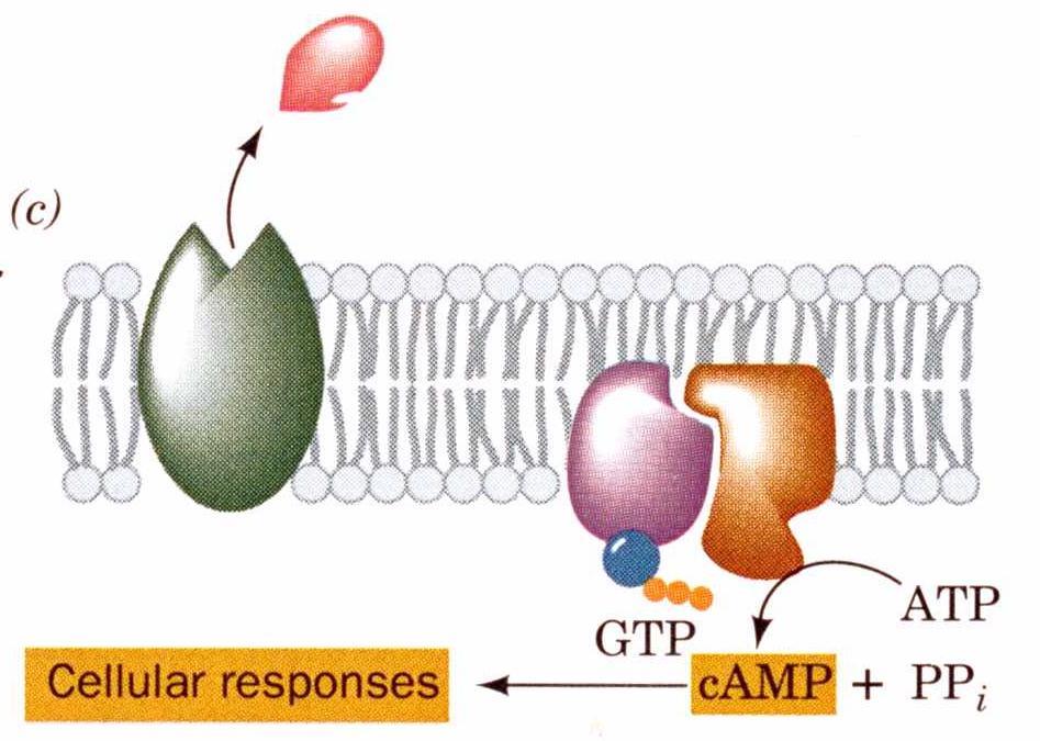 This causes the breakdown of the G protein complex into a GTP-containing -subunit and a subunit complex.