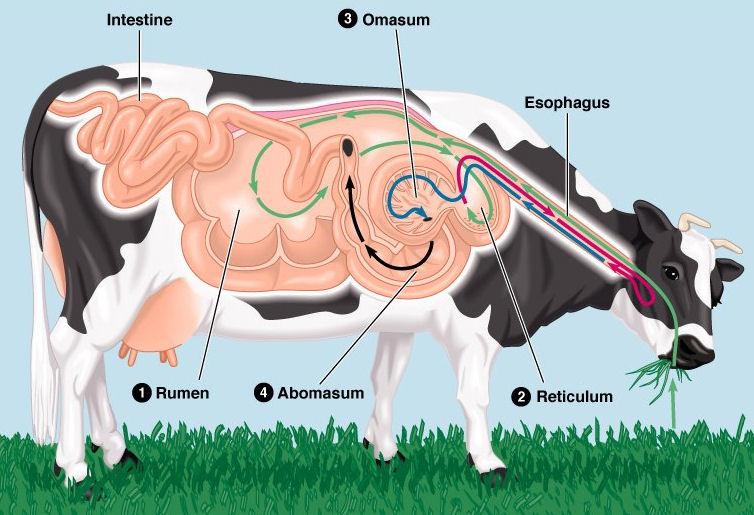 glucose from polysaccharides like cellobiose cows also do not naturally produce enzymes necessary to hydrolyze the