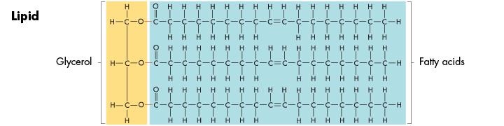 Lipids Many lipids are formed when a glycerol