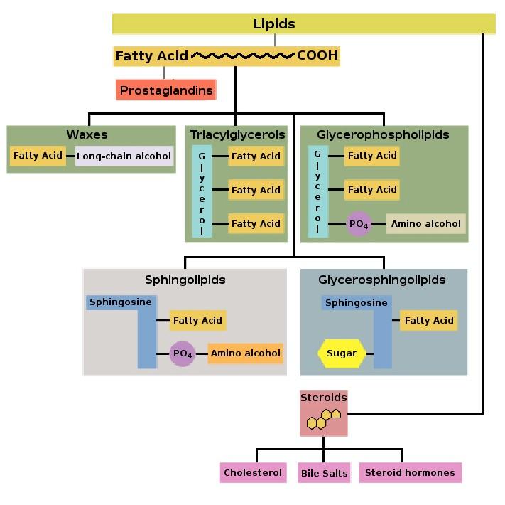 Overview of Biological Lipids Fatty acids: principal building blocks of complex lipids Waxes: esters of fatty acids (heat sensitive) Triacylglycerols: membrane precursors, energy
