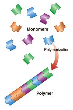 Macromolecules p Macromolecules Giant molecules made from smaller molecules n Formed by a process known as polymerization, in
